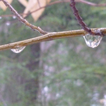 Droplets of water collect from the mist