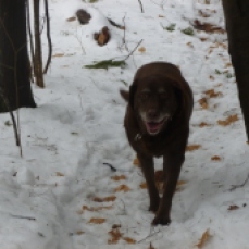 Happy hiking dog (Rosie)