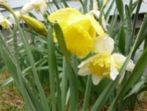daffodils in rain