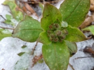 lungwort in snow