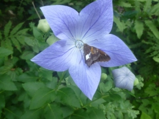 balloon flower and butterfly