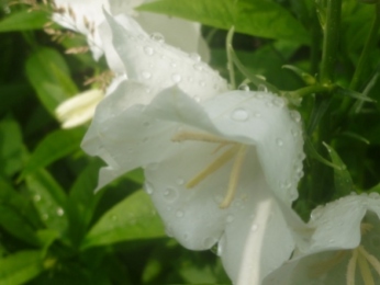 White Bell Flower with rain drops
