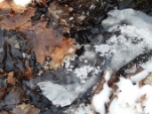 oak leaves frozen in stream