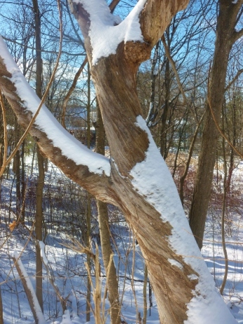 dead oak wearing snow