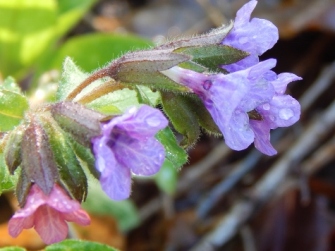 lungwort before the crime